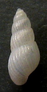 Chrysallida Malta
